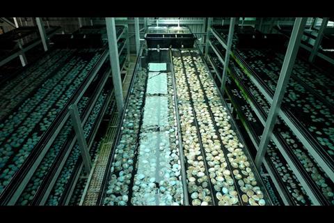 OceaNZ Abalone production